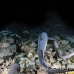 shark_whitetip_reef_mancg_ci_h_0211_cos1001.jpg